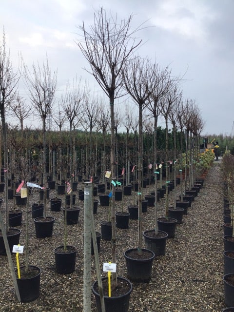 Tamarisk Als Boom (Tamarix Gallica)