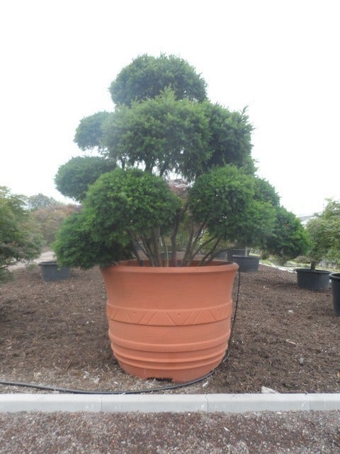 Taxus Als Bonsai (Taxus Baccata)