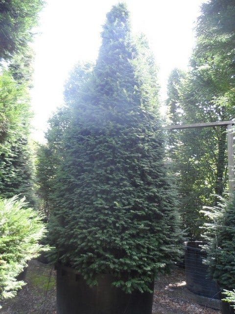 Taxus Als Kegel (Taxus Baccata)