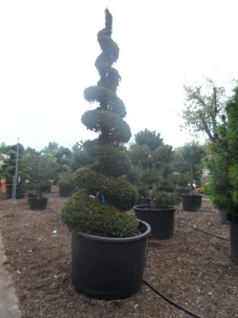 Taxus Als Spiraal (Taxus Baccata)