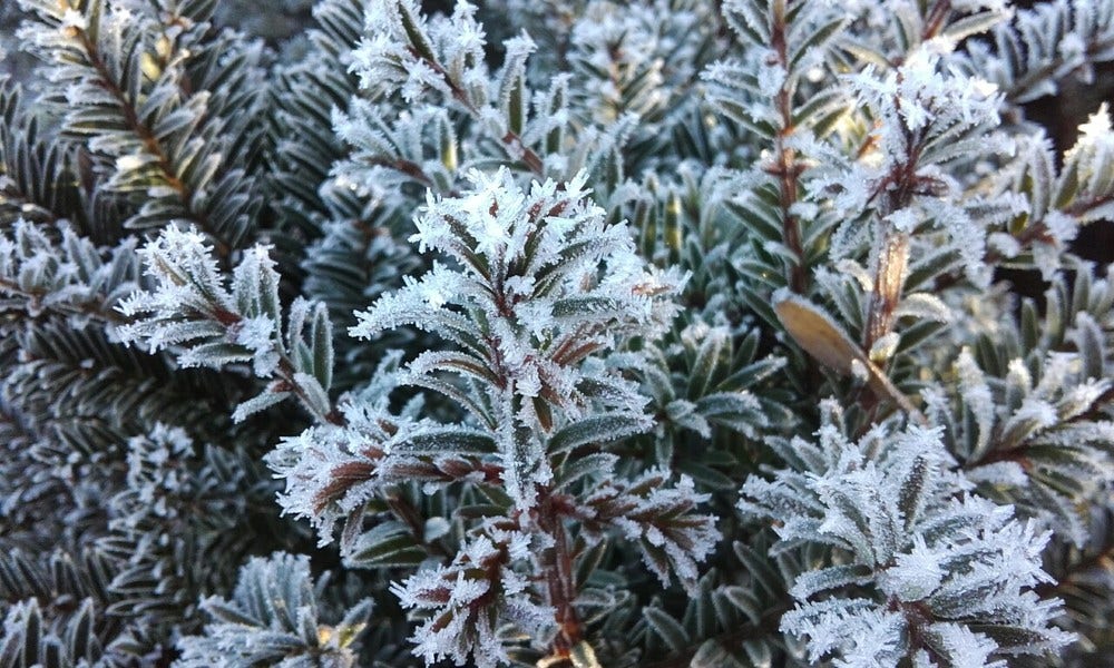 Taxushaag (Taxus Baccata)