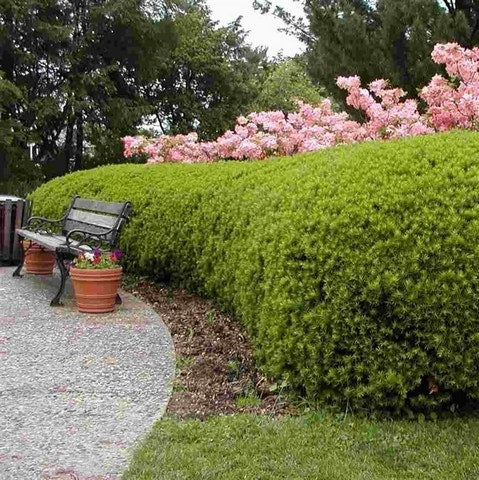 Taxus (Taxus Media 'Densiformis')