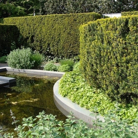 Venijnboom (Taxus Media 'Hillii')