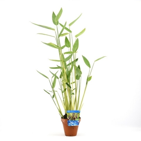 Thalia (Thalia Dealbata)