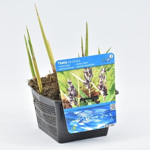 Thalia (Thalia Dealbata)