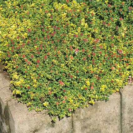 Tijm (Thymus 'Doone Valley')