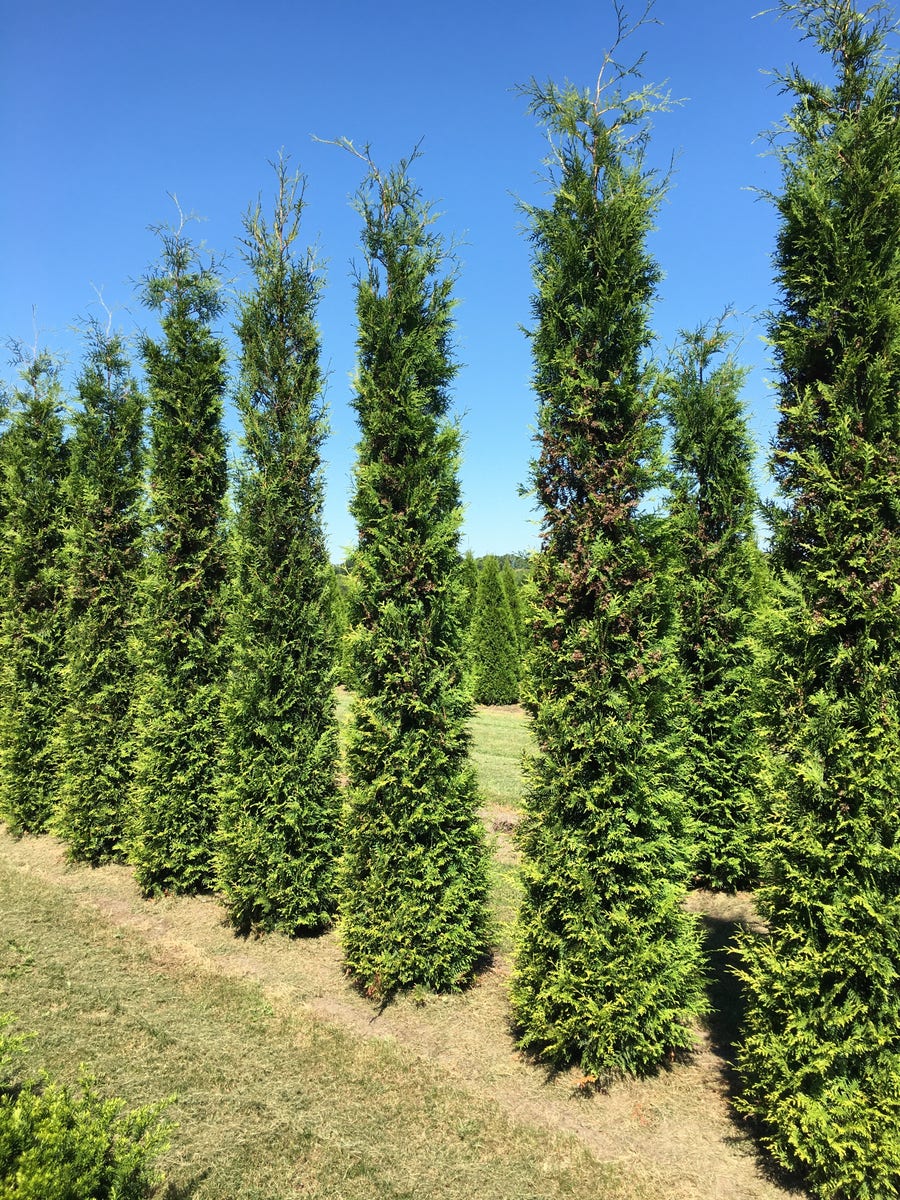 Grote Groene Haagconifeer (Thuja Occidentalis 'Brabant')