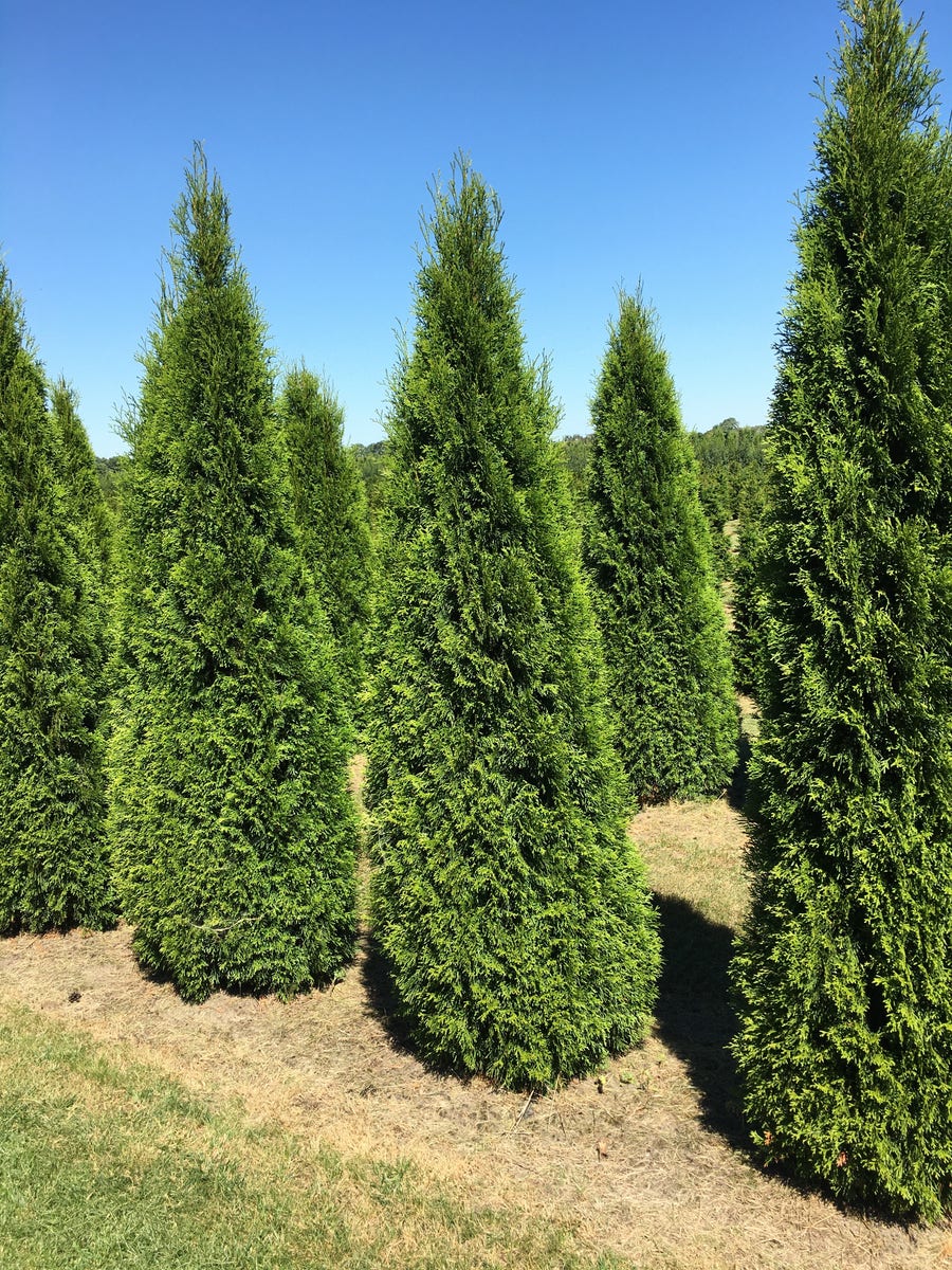 Grote Westerse Levensboom (Thuja Occidentalis 'Smaragd')