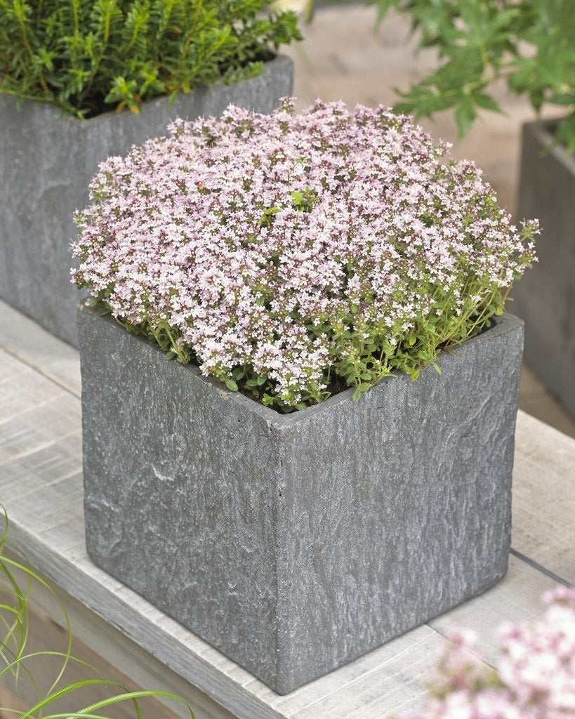 Tijm (Thymus Praecox 'Pink Chintz')