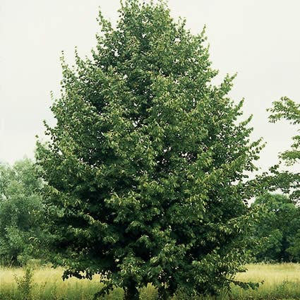 Lindeboom (Tilia Cordata 'Greenspire')