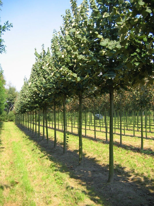Grote Zilverlinde (Tilia Tomentosa)