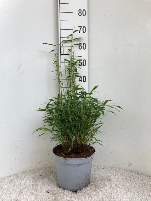 Niet Woekerende Bamboe (Fargesia Murieliae 'Tiny')