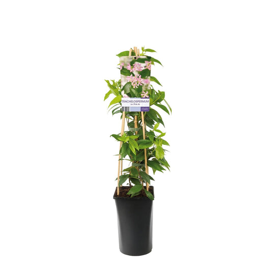 Roze Toscaanse Jasmijn (Trachelospermum 'Pink Air')