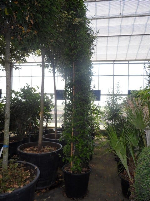 Toscaanse Jasmijn (Trachelospermum Jasminoides)