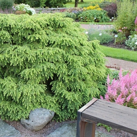 Tsuga (Tsuga Canadensis 'Jeddeloh')