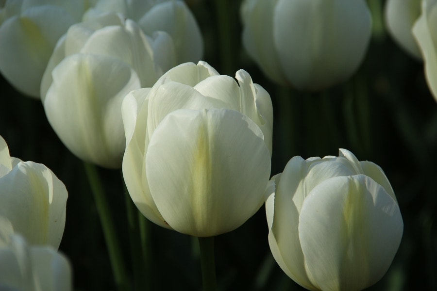Tulp (Tulipa 'Angels Wish', Enkel Laat)