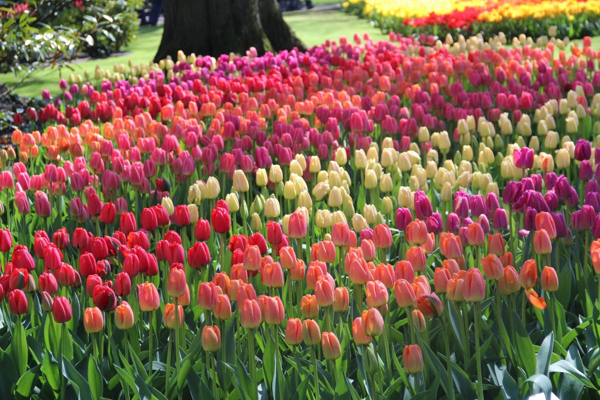 Tulp (Tulipa Darwin Hybride Mix)