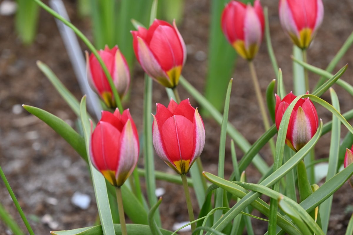 Tulp (Tulipa Humilis 'Red Beauty')
