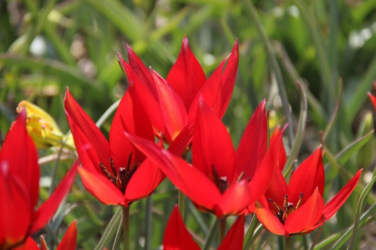 Tulp (Tulipa 'Lizzy')
