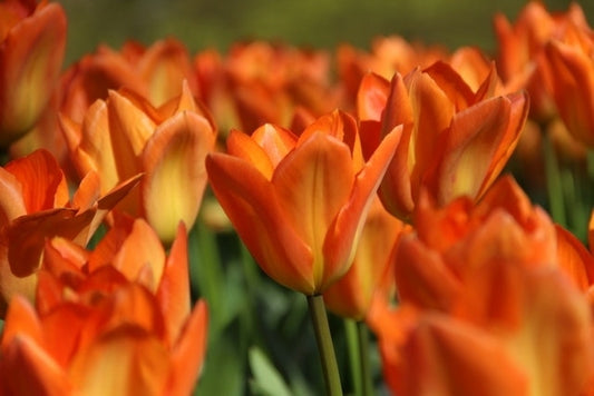 Tulp (Tulipa 'Orange Emperor')