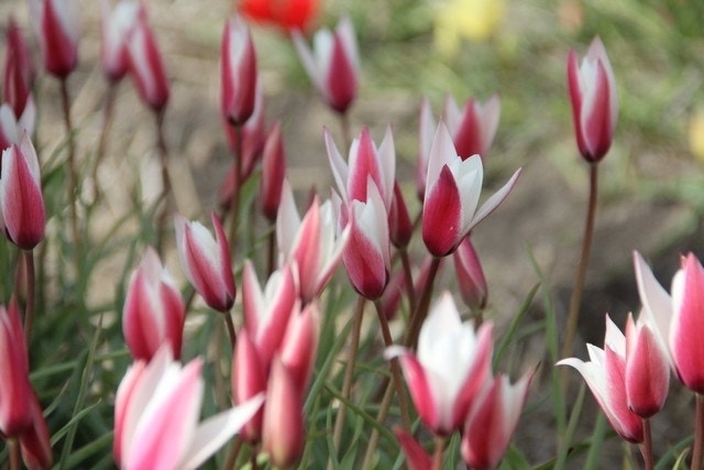 Tulp (Tulipa 'Peppermintstick')