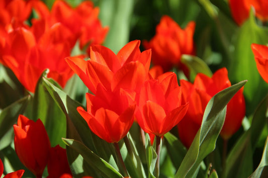 Tulp (Tulipa Praestans 'Füsilier')