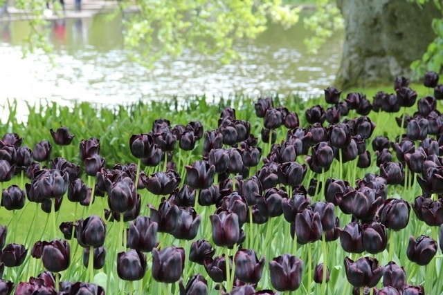 Tulp (Tulipa 'Queen Of Night, Enkel Laat')