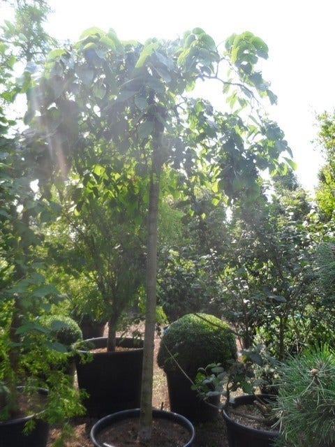 Treuriep (Ulmus Glabra 'Pendula')