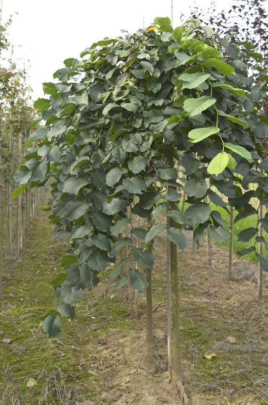 Treuriep (Ulmus Glabra 'Pendula')