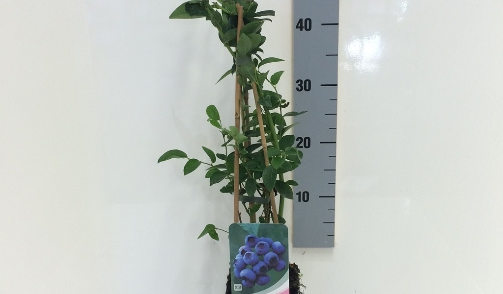 Blauwe Bes (Vaccinium Corymbosum 'Bluecrop')