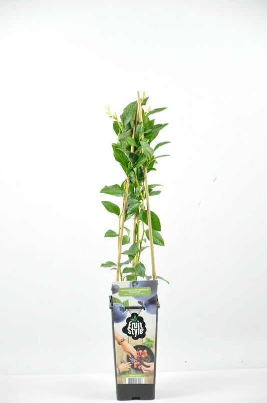 Blauwe Bes (Vaccinium Corymbosum 'Bluecrop')