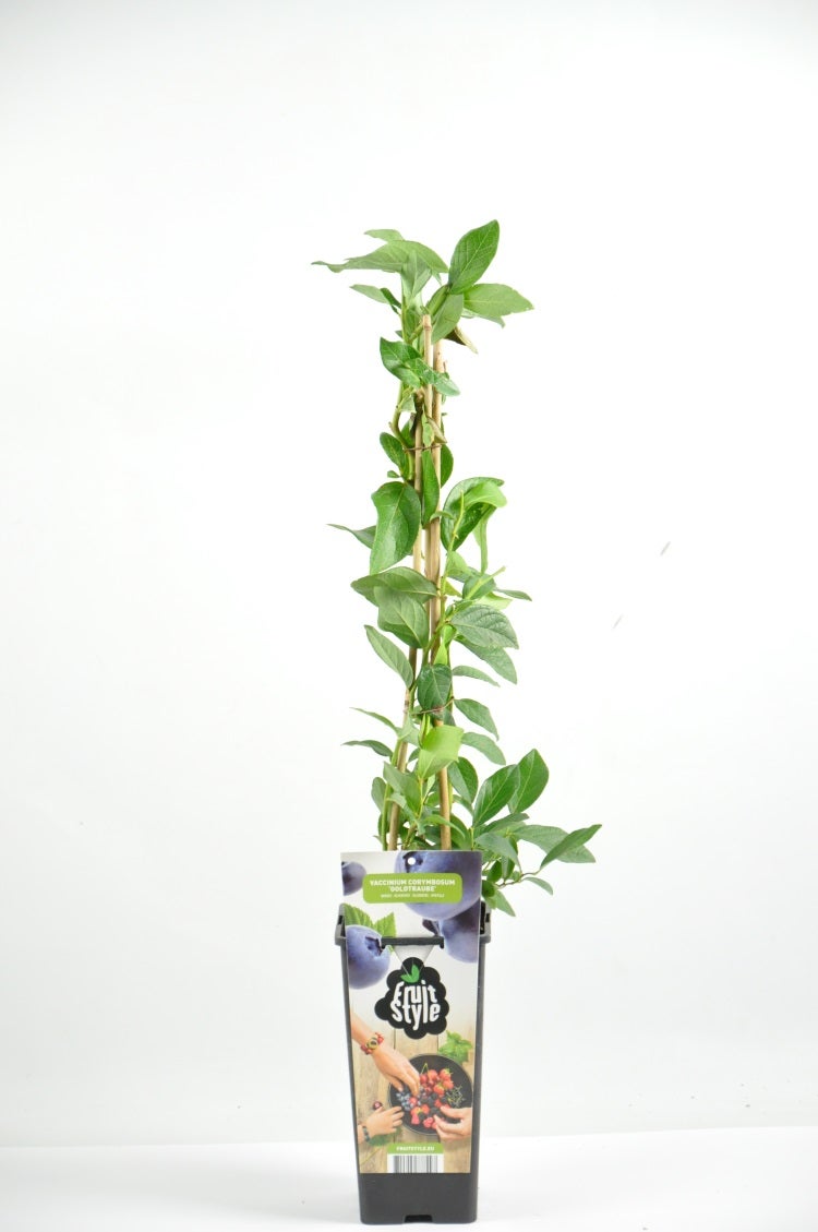 Blauwe Bes (Vaccinium Corymbosum 'North Country')