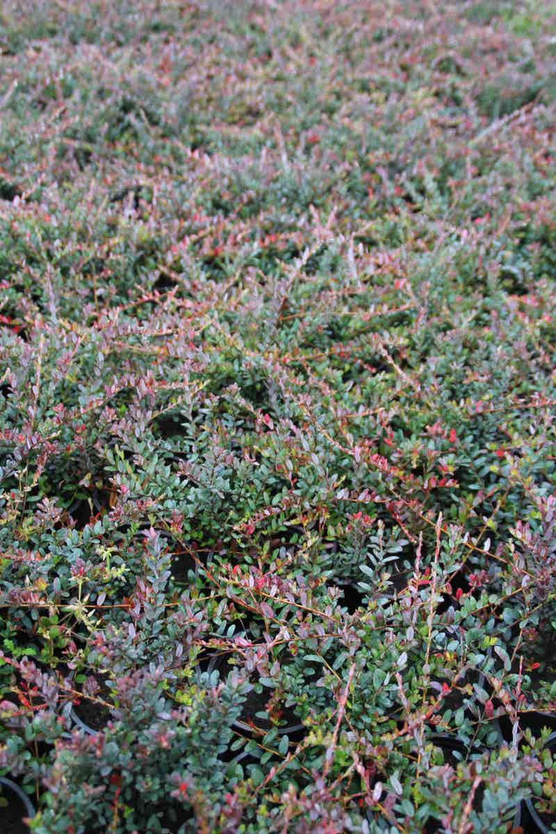 Veenbes (Vaccinium Macrocarpon Cranberry)