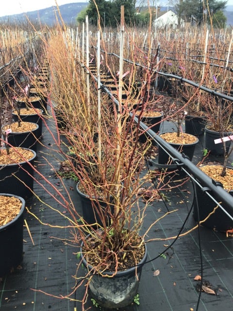 Bosbes (Vaccinium Corymbosum 'Goldtraube')