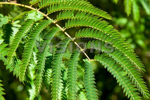 Perzische Slaapboom Als Halfstam (Albizia Julibrissin)