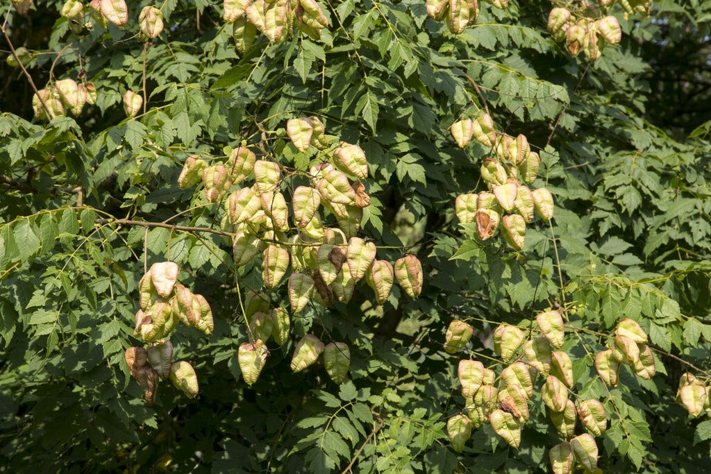 Zeepboom (Koelreuteria Paniculata)