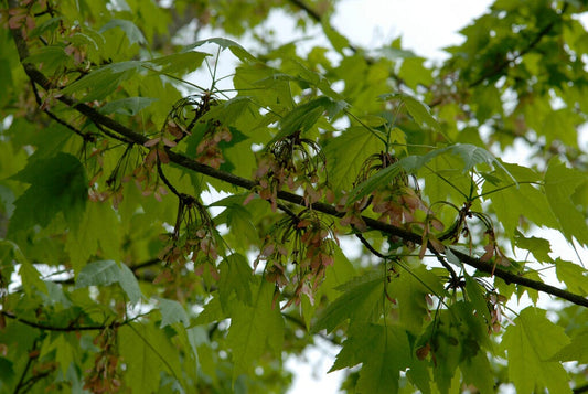 Gewone Esdoorn, Bosplantsoen (Acer Pseudoplatanus)