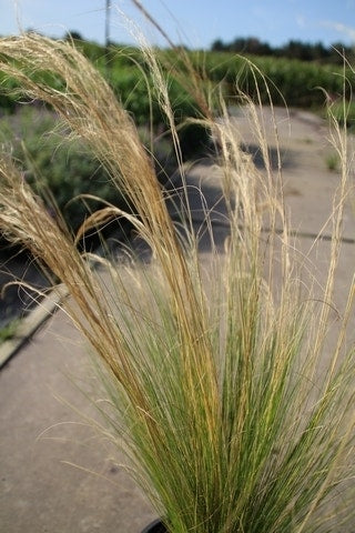 Vedergras (Stipa Tenuissima 'Ponytails')