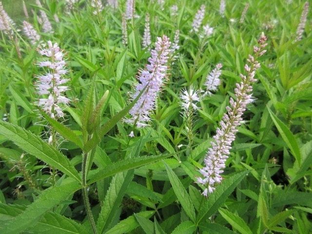 Virginische Ereprijs (Veronicastrum Virginicum 'Lavendelturm')