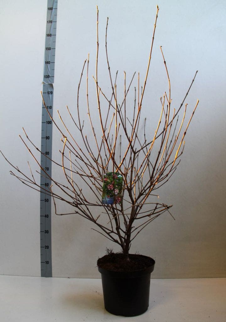 Sneeuwbal (Viburnum Carlesii 'Aurora')