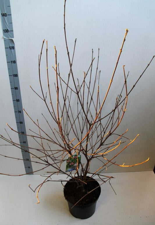 Sneeuwbal (Viburnum Carlesii 'Aurora')