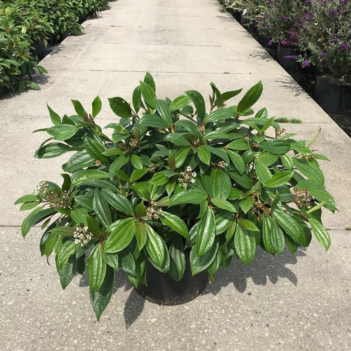 Sneeuwbal (Viburnum Davidii)