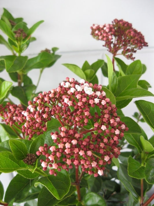 Sneeuwbal (Viburnum Tinus 'Lisa Rose')