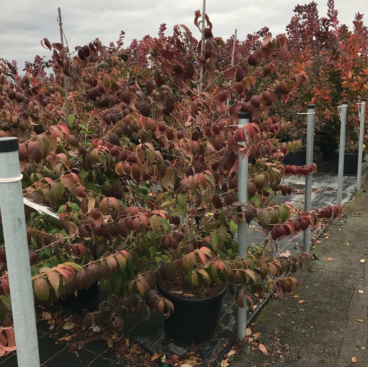 Japanse Sneeuwbal (Viburnum Plicatum 'Kilimandjaro Sunrise')