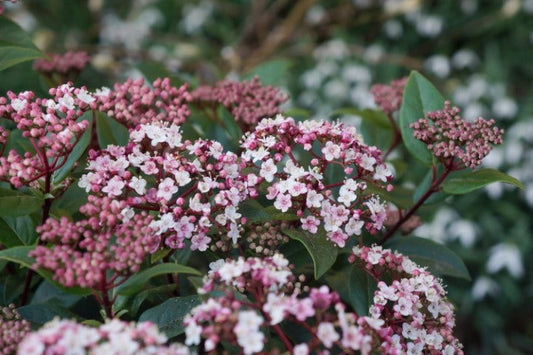 Sneeuwbal (Viburnum Tinus 'Spirit')