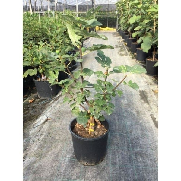 Vijg (Ficus Carica 'Fiorone Bianco')