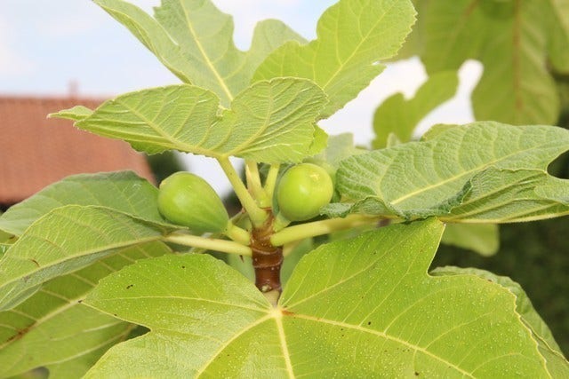 Vijg Als Solitair (Ficus Carica)