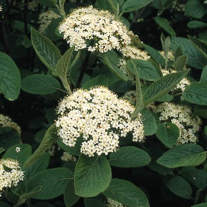 Wollige Sneeuwbal, Bosplantsoen (Viburnum Lantana)
