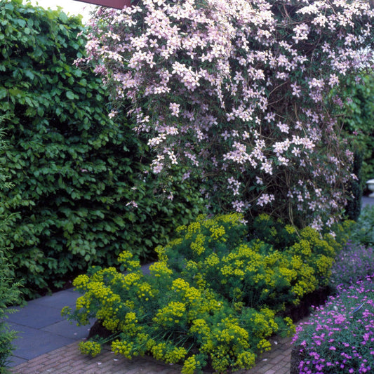 Bosrank (Clematis Montana 'Elizabeth')