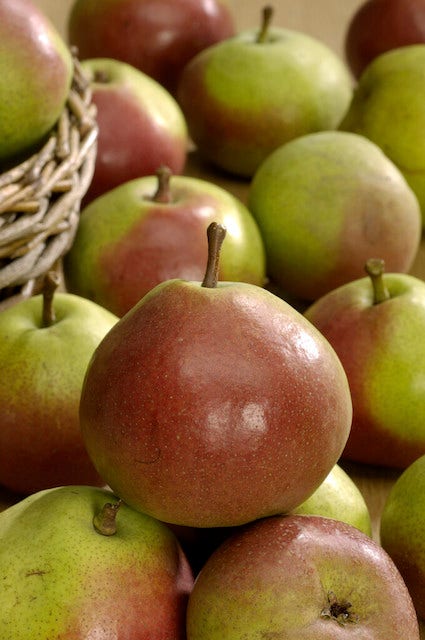 Perenboom (Pyrus Communis 'Zoete Brederode')